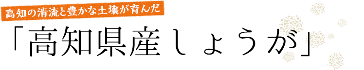 高知県産しょうが